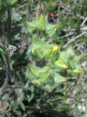 Potentilla sphenophylla
