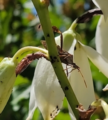 Leptoglossus clypealis
