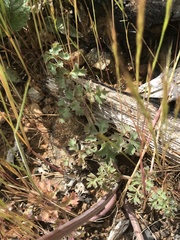 Lomatium howellii