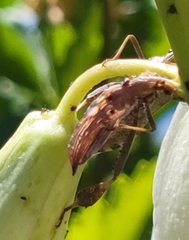 Leptoglossus clypealis