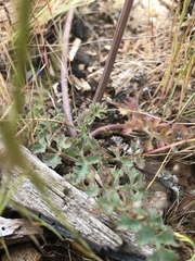 Lomatium howellii
