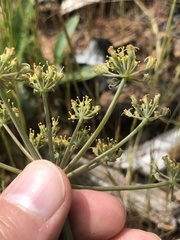 Lomatium howellii