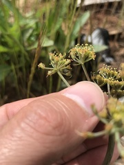 Lomatium howellii