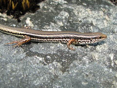 Ctenotus labillardieri