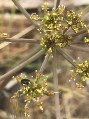 Lomatium howellii