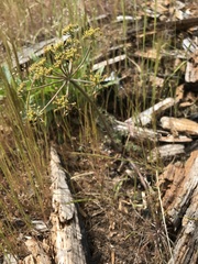 Lomatium howellii