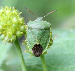 Palomena viridissima