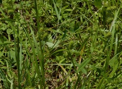Carex lurida