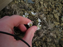 Cerastium nigrescens