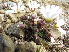 Cerastium nigrescens