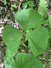 Trillium rugelii