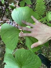 Trillium rugelii