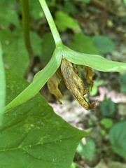 Trillium rugelii