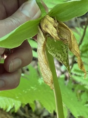 Trillium rugelii