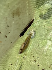Etheostoma microperca