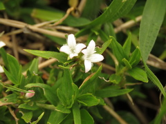 Spermacoce chartensis