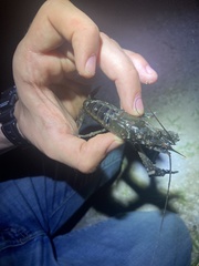 Procambarus plumimanus