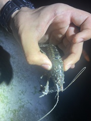 Procambarus plumimanus