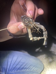 Procambarus plumimanus