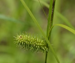 Carex lurida