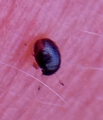 Clambidae