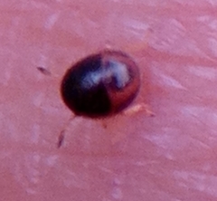 Clambidae