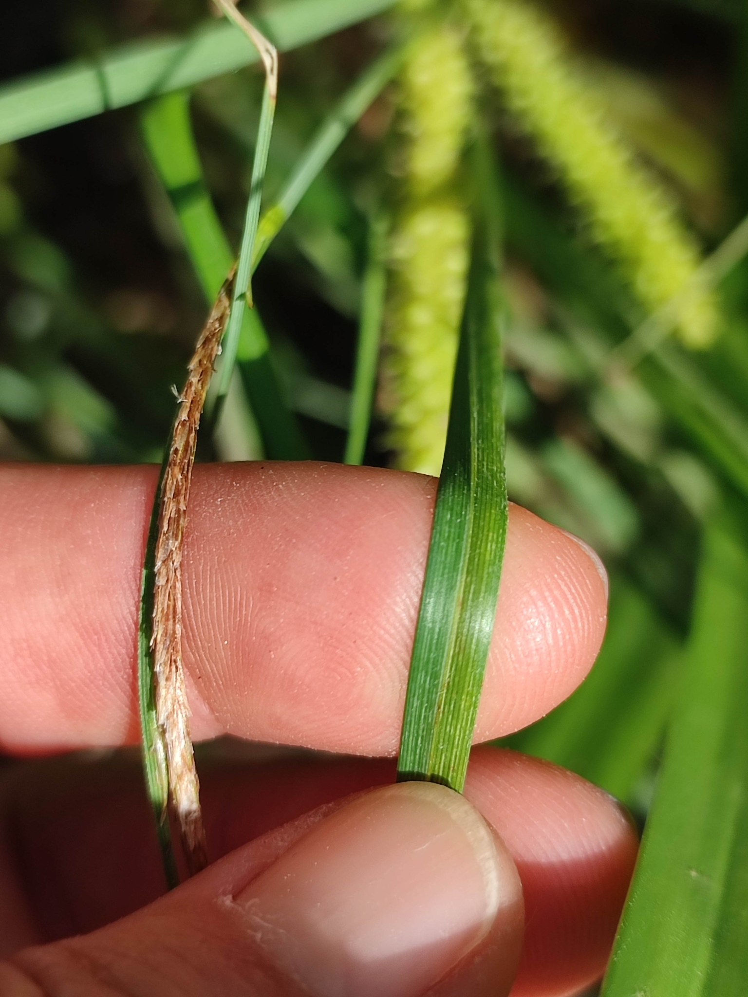 Carex Rostrata Stokes