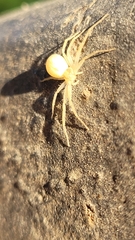 Philodromidae