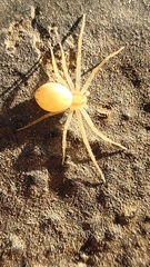 Philodromidae