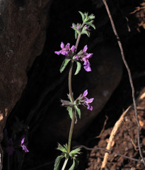 Stachys neurocalycina