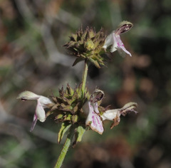 Stachys distans