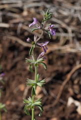 Stachys neurocalycina