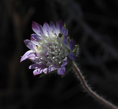 Pterocephalus brevis