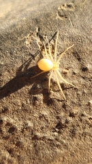 Philodromidae