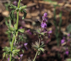 Stachys neurocalycina