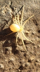 Philodromidae