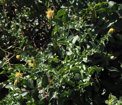 Klasea cerinthifolia