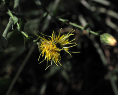 Klasea cerinthifolia