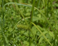 Carex lurida