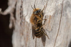 Osmia aurulenta