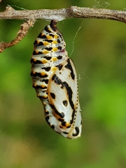 Euphydryas aurinia