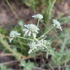 Teucrium capitatum gracillimum