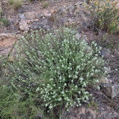 Teucrium capitatum gracillimum