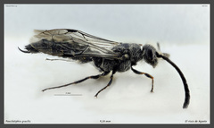 Poecilotiphia gracilis