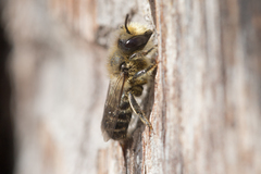 Osmia aurulenta