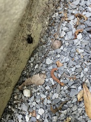 Meracantha contracta