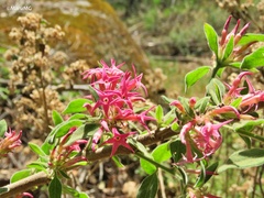 Cestrum roseum