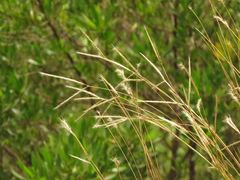 Andropogon aequatoriensis