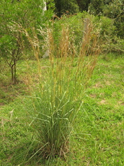 Andropogon aequatoriensis