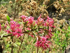 Cestrum roseum